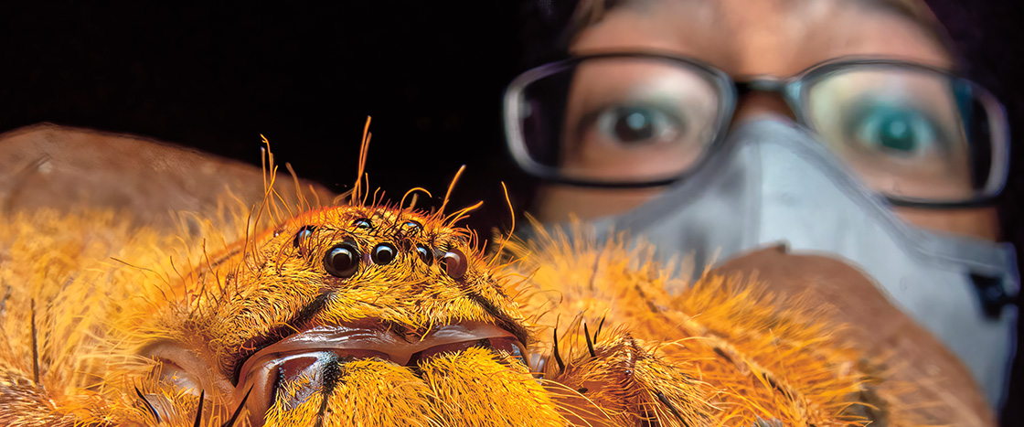 Close-up photo of a huntsman spider with person in background