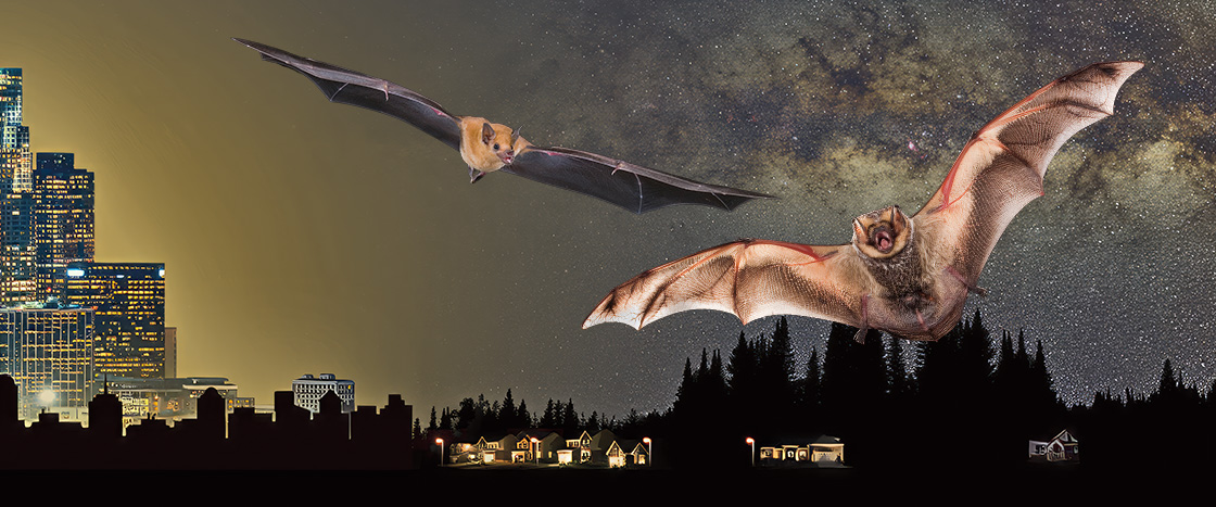 Photo of bats flying through the night air over trees and cities