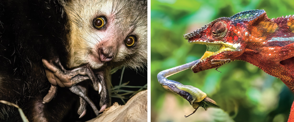 Two images: a lemur and the other of a chameleon catching an insect with its long tongue