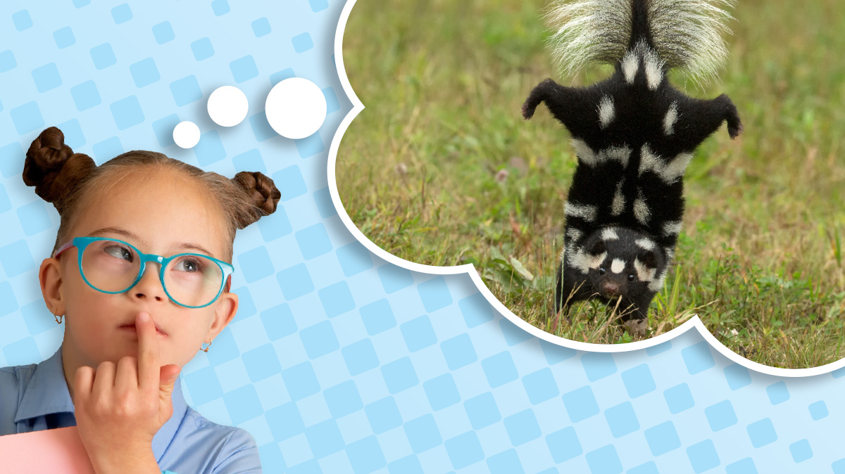 Image of a student imagining a skunk imitating mimicry