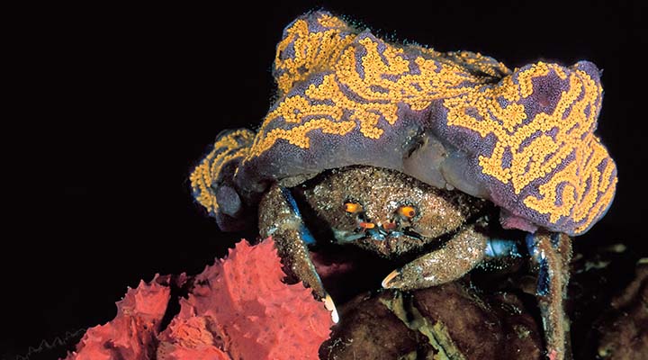 Colorful crab